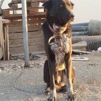 سگ سراب قهدریجونی