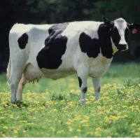 خریدوفروش گاو گوساله