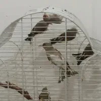 سهره قناری فنچ