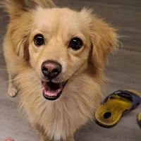 پاکوتاه نر پامرین|حیوانات|نیشابور, کوی یغما|دیوار