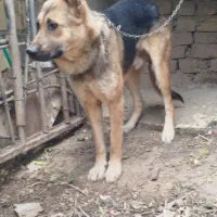 دو عدد سگ ژرمن نر و ماده