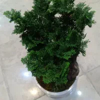 بنسای
