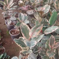 گلهای آپارتمان