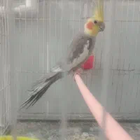 عروس هلندی و قناری روی تخم