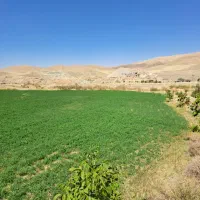 مشارکت در کاشت و برداشت سیر در جاده تکاب شاهین دژ|اجارهٔ دفتر صنعتی، کشاورزی، تجاری|بناب, |دیوار