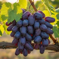 نهـال بـادام پربازده انتخاب هوشمندزمینهای کمآب|خدمات باغبانی و درختکاری|اقلید, |دیوار