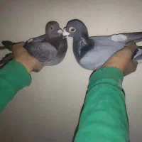 کبوتر پلاکی جفت 600