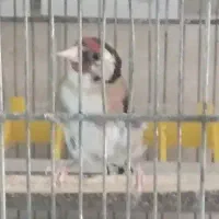 سهره ماده ۲ ساله جوجه قفس کار داده پنج تخم|پرنده|تهران, نارمک|دیوار