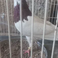 طوقی سرخ|پرنده|قائن, |دیوار