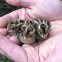 جوجه بلدرچین