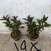 فیکوس|گل مصنوعی|مشهد, حیدرآباد|دیوار