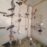 کبوتر پلاکی شهری بهبهانی|پرنده|شیراز, کرونی(خاتونک)|دیوار