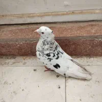 دوتا کبوتر کفتر گرفتنی بهبهونی سرور و کوهی هنردار