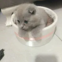 یه قلاده بریتیش اسکاتیش تریپل فولد لیلاک نر|گربه|مشهد, کوثر|دیوار