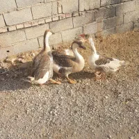 قوغاز|حیوانات مزرعه|گنبد کاووس, |دیوار