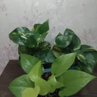 گل و گیاه