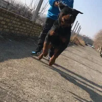 سگ نگهبان روتوایلر توله روتوایلر پوزه دلقکی نر