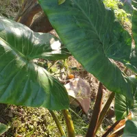 گل بابا آدم|گل و گیاه طبیعی|کیاکلا, |دیوار