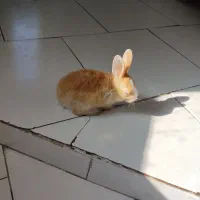 خرگوش ترو تمیز