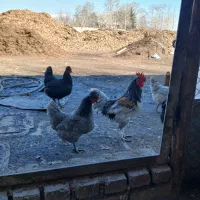 تخم مرغ ایسبار