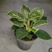 گل آپارتمانی