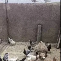 کبوتر پلاکی|پرنده|شیراز, شهرک مهدیآباد|دیوار