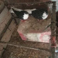 چند عدد کبوتر جفتی خوب