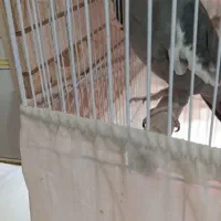 پرنده عروس هلندی