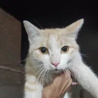 گربه گمشده|حیوانات|زابل, |دیوار