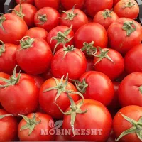 کارگر میوه چینی هستیم