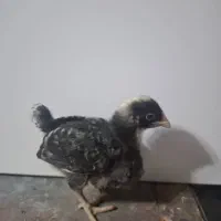 جوجه وتخم ،نژاده پیلموت راک (امروک)و ایام سمانی|حیوانات مزرعه|رشت, فخب|دیوار