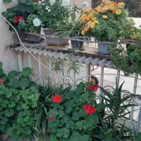 ویلایی فرحزاد|اجارهٔ خانه و ویلا|تهران, فرحزاد|دیوار