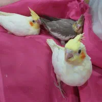 عروس هلندی مولد