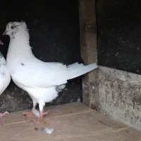 کبوتر پرشی بهشرط|پرنده|رشت, حومه رشت|دیوار