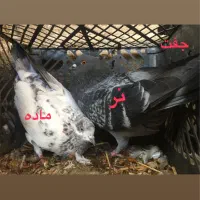 دوبر و اوچوم|پرنده|پارس‌آباد, |دیوار