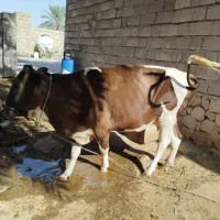 گاو