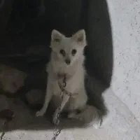 سگ پامر|سگ|گل تپه, |دیوار