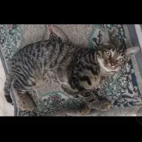 گربه Dsh