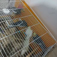 عروس هلندی