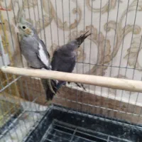 فروش فوری عروس هلندی نروماده|پرنده|میانه, |دیوار