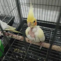 عروس هلندی|پرنده|تربت جام, اسماعیل آباد|دیوار