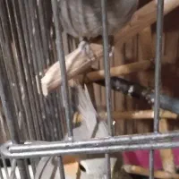 6عدد عروس ماده بالغ 2تا ایزابل آهویی یکی 2سینامون|پرنده|هشتگرد, هشتگرد قدیم|دیوار