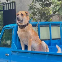 واگذاری سگ سرابی|سگ|تالش, هشتپر|دیوار