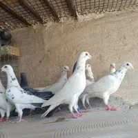 کبوتر پلاکی|پرنده|یزد, |دیوار