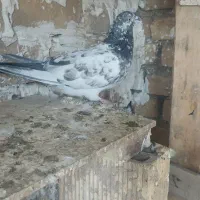 ماده پرشی عالی|پرنده|رباطکریم, رباطکریم|دیوار