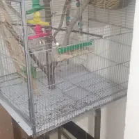 قفس بزرگ ۶۵*۶۵ طوطی