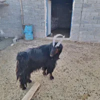 پازن جوان برزی|حیوانات مزرعه|زرین دشت (فارس), |دیوار