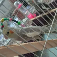 معاوضه عروس هلندی با قناری نر گیلانغرب|پرنده|گیلان غرب, |دیوار