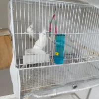 عروس هلندی|پرنده|مشهد, شهرک امام هادی (شهرک غرب)|دیوار