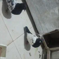 یک جفت سینه سیاه نر ماده